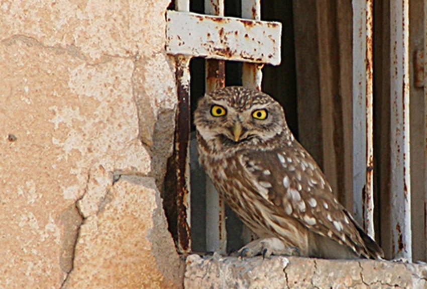 Little Owl
