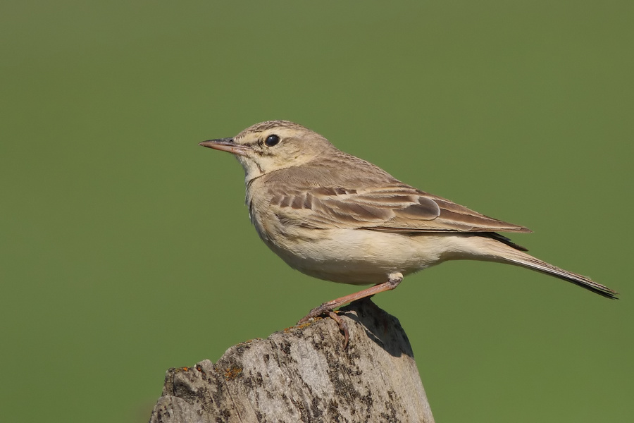 Tawny Pipit