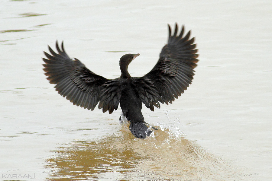 Pygmy Cormorant