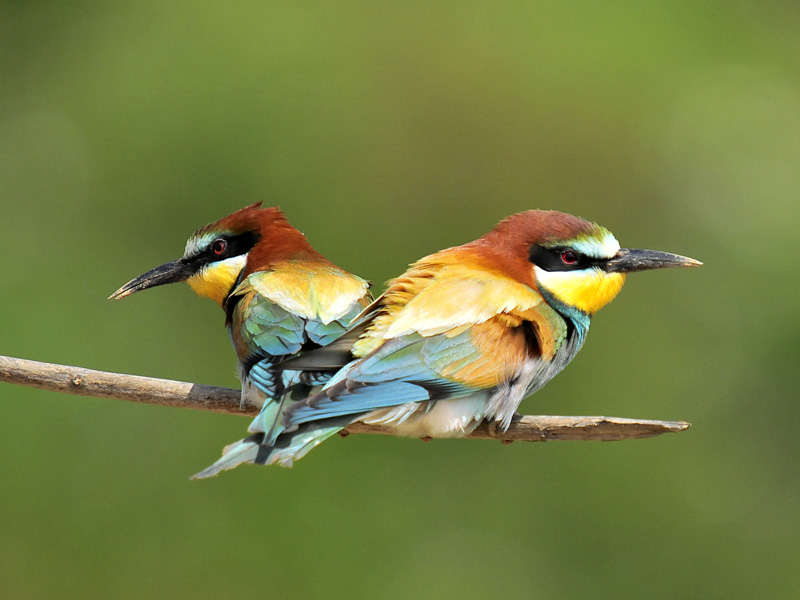 European Bee-eater