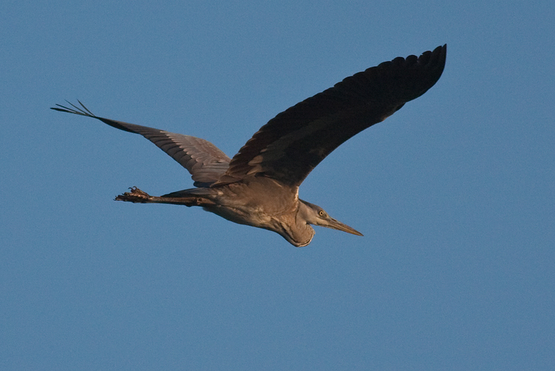 Grey Heron