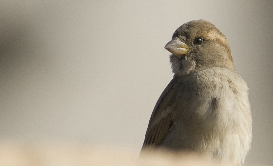 House Sparrow