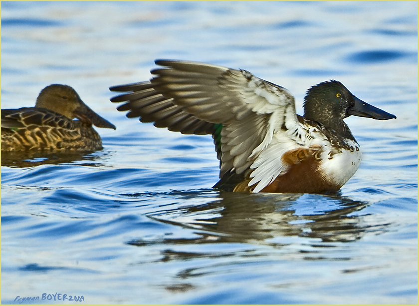Northern Shoveler