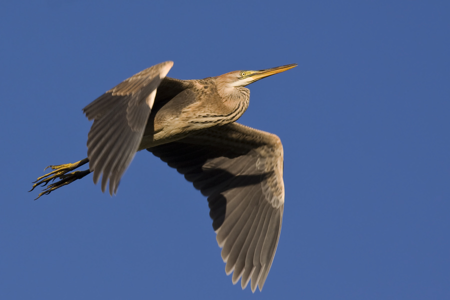 Purple Heron
