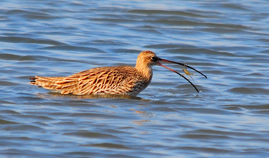 Eurasian Curlew