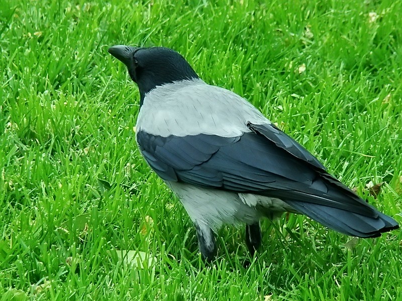 Hooded Crow