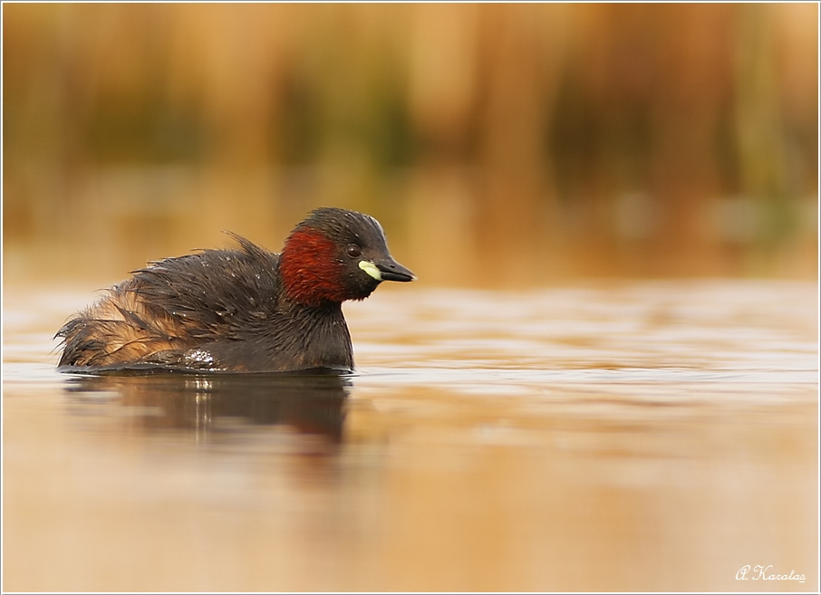 Little Grebe