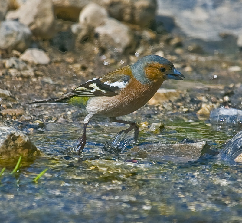 Eurasian Chaffinch
