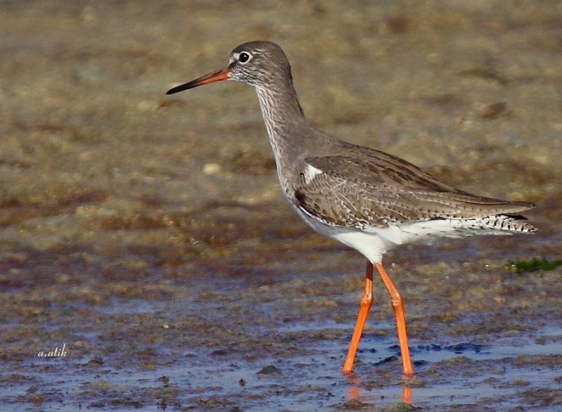 Common Redshank