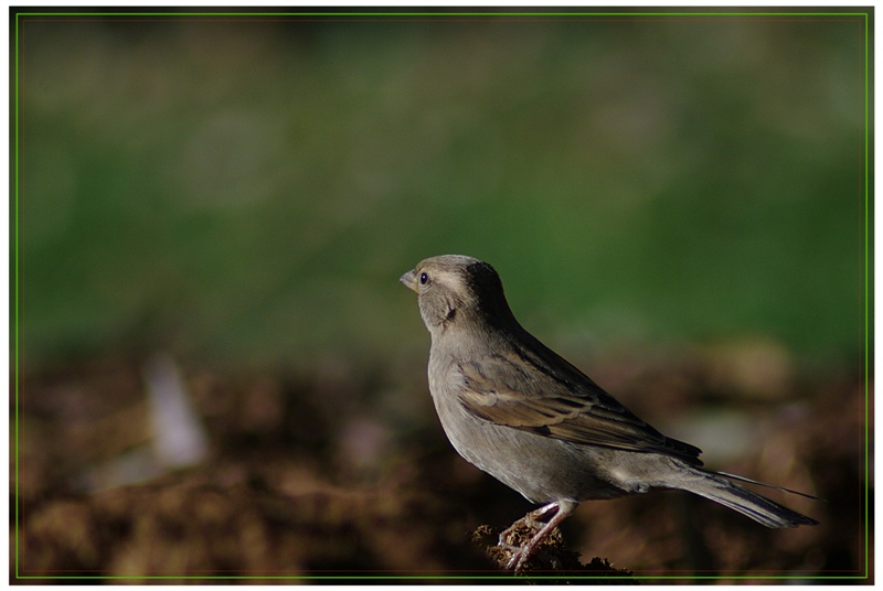 House Sparrow