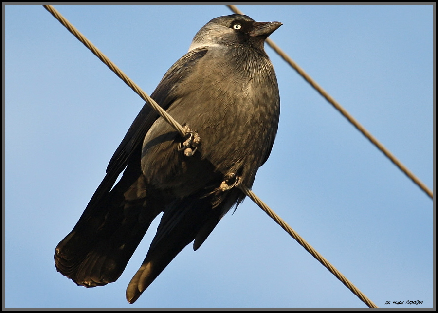 Western Jackdaw