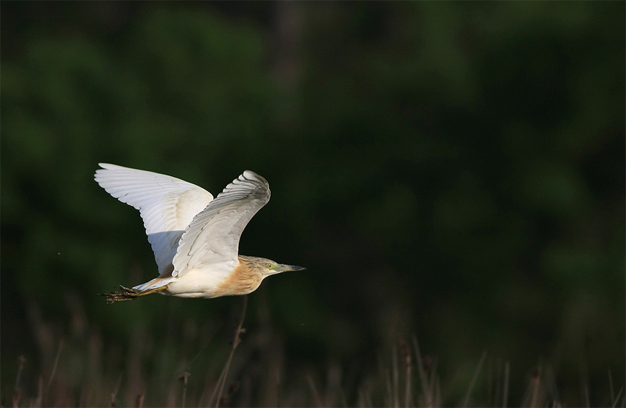 Squacco Heron