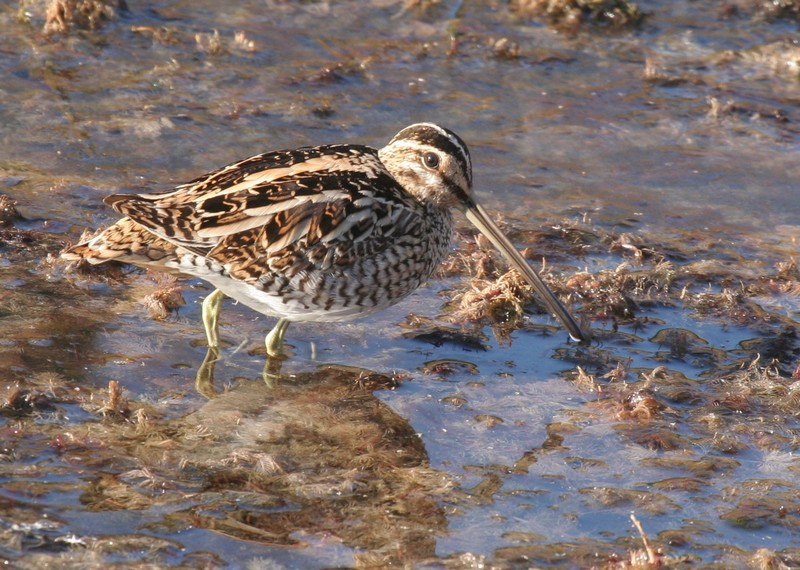 Common Snipe