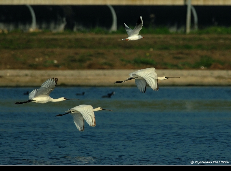 Eurasian Spoonbill