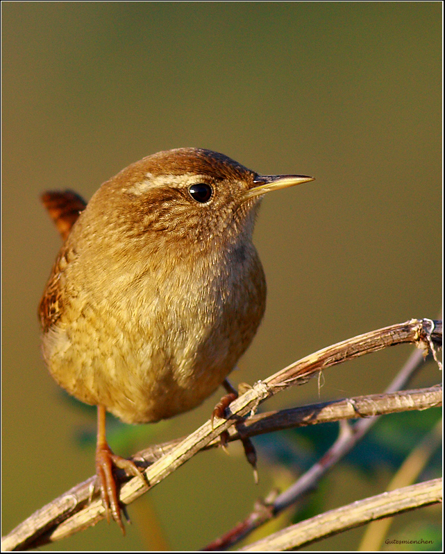 Eurasian Wren