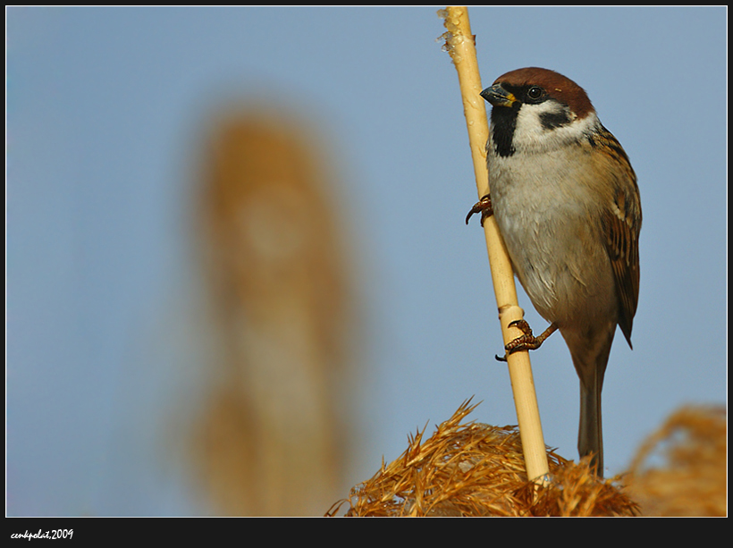 Eurasian Tree Sparrow