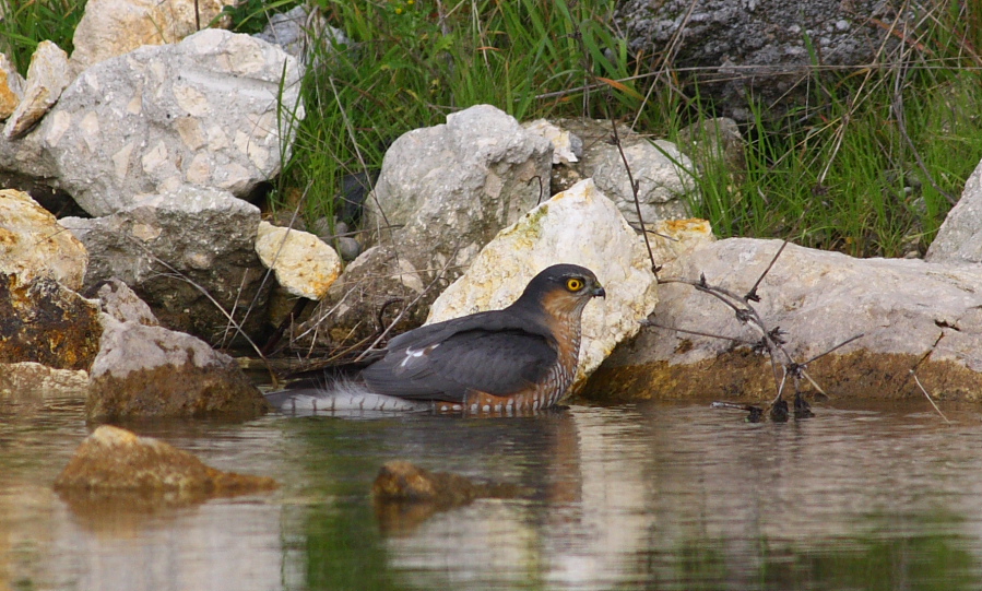Eurasian Sparrowhawk