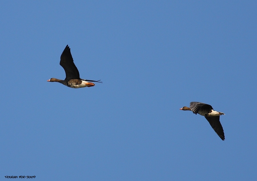 Greater White-fronted Goose