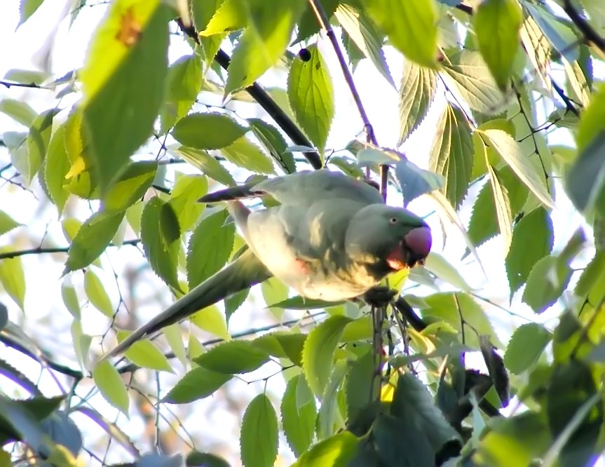 Alexandrine Parakeet