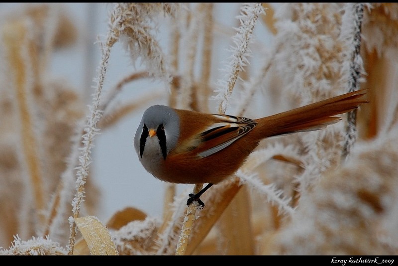 Bearded Reedling