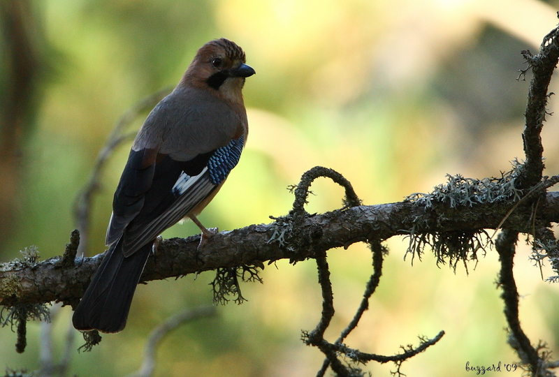 Eurasian Jay