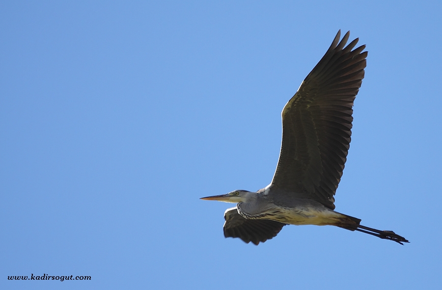 Grey Heron