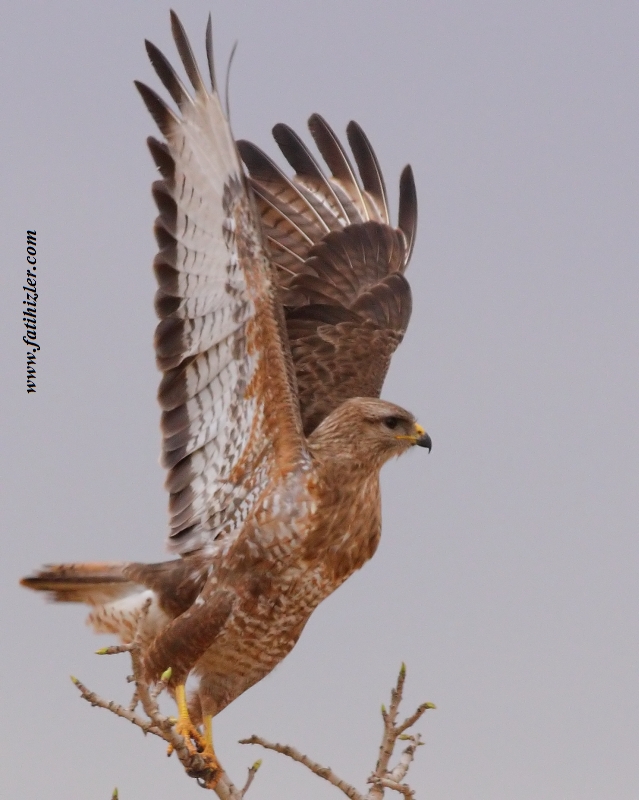 Common Buzzard
