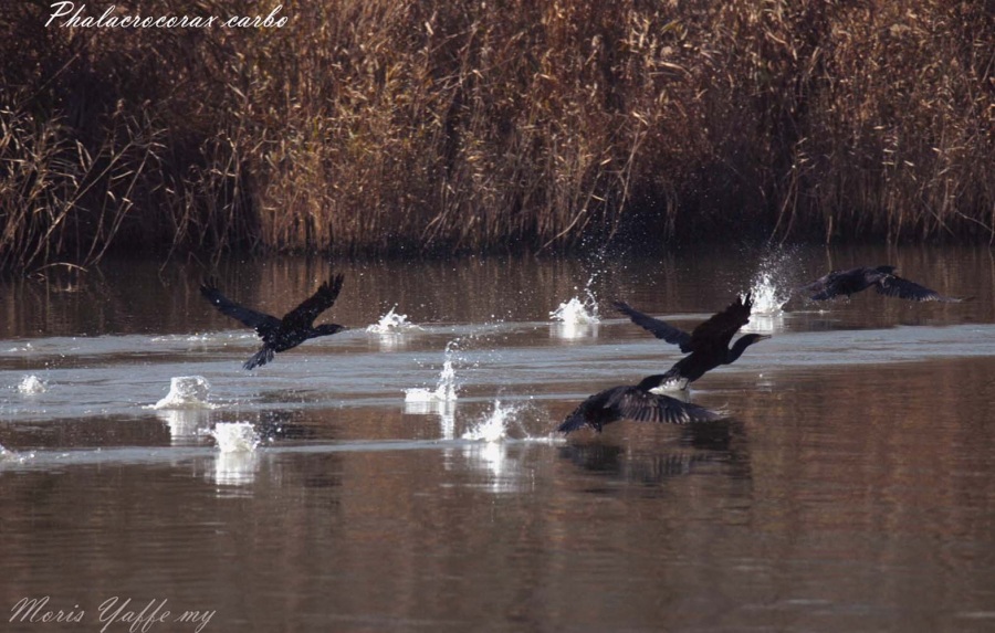 Great Cormorant