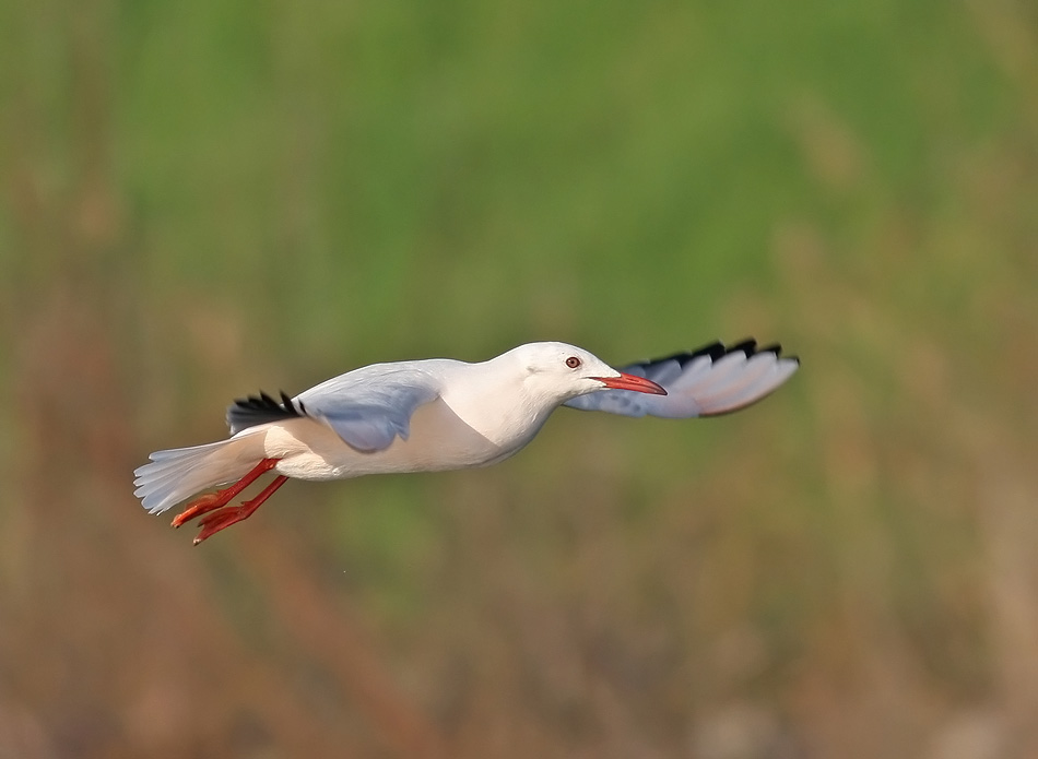 Slender-billed Gull