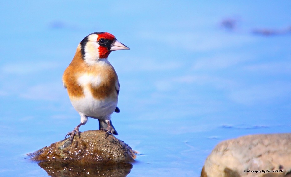 European Goldfinch