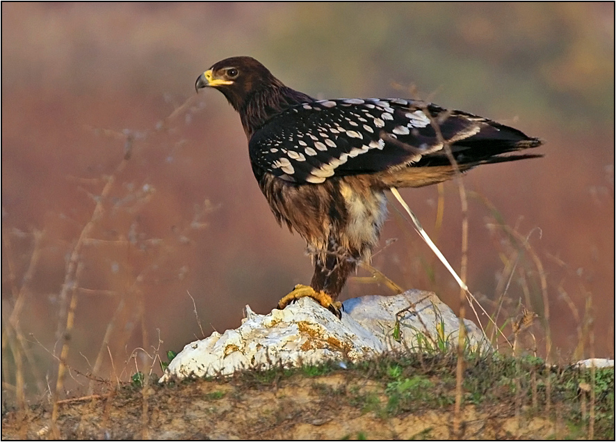 Greater Spotted Eagle