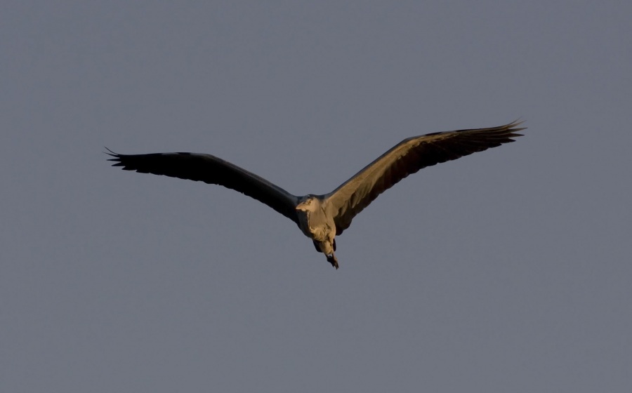 Grey Heron