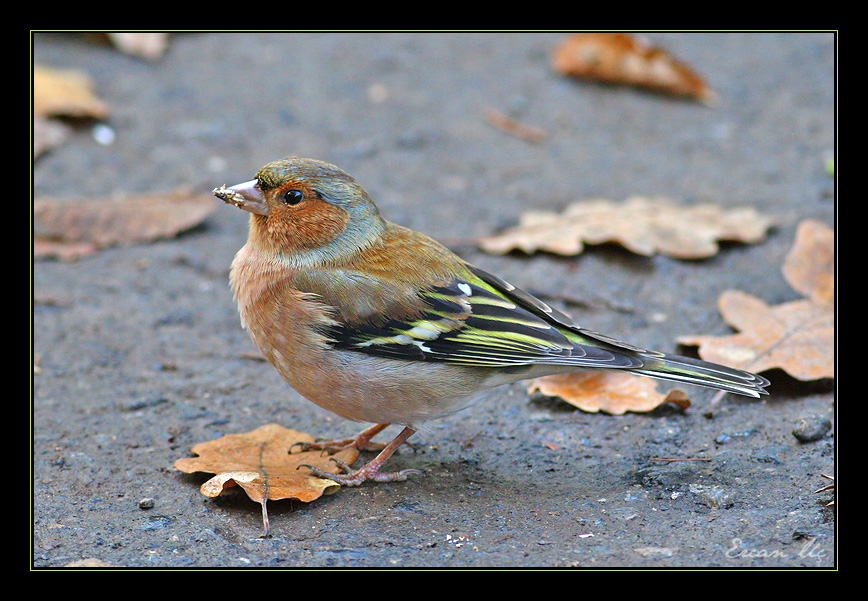 Eurasian Chaffinch