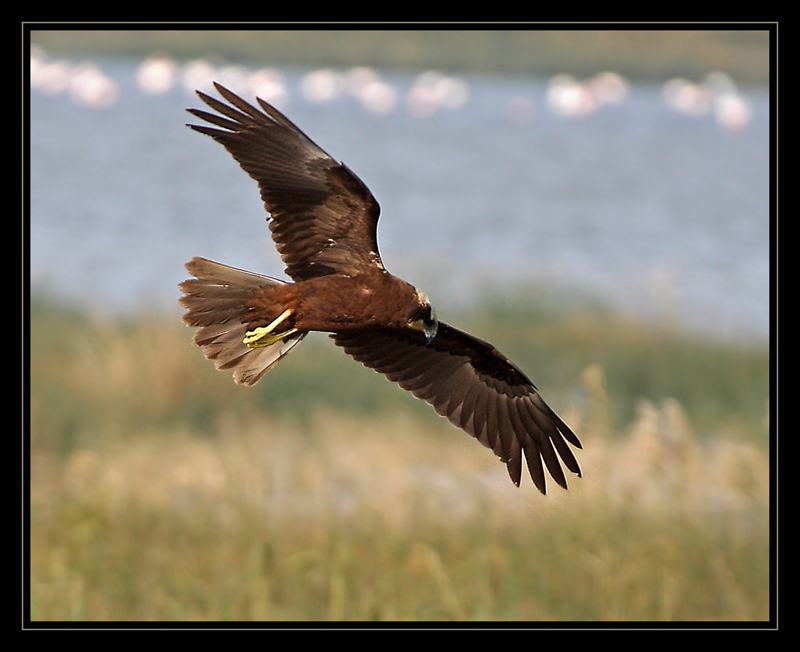 Western Marsh Harrier