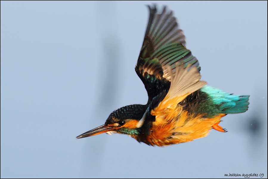 Common Kingfisher