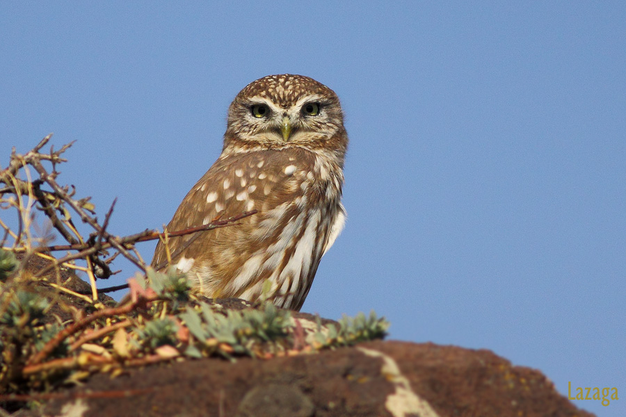 Little Owl