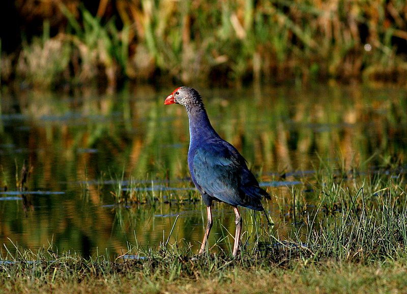 Grey-headed Swamphen