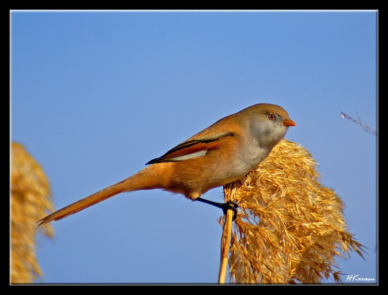 Bearded Reedling