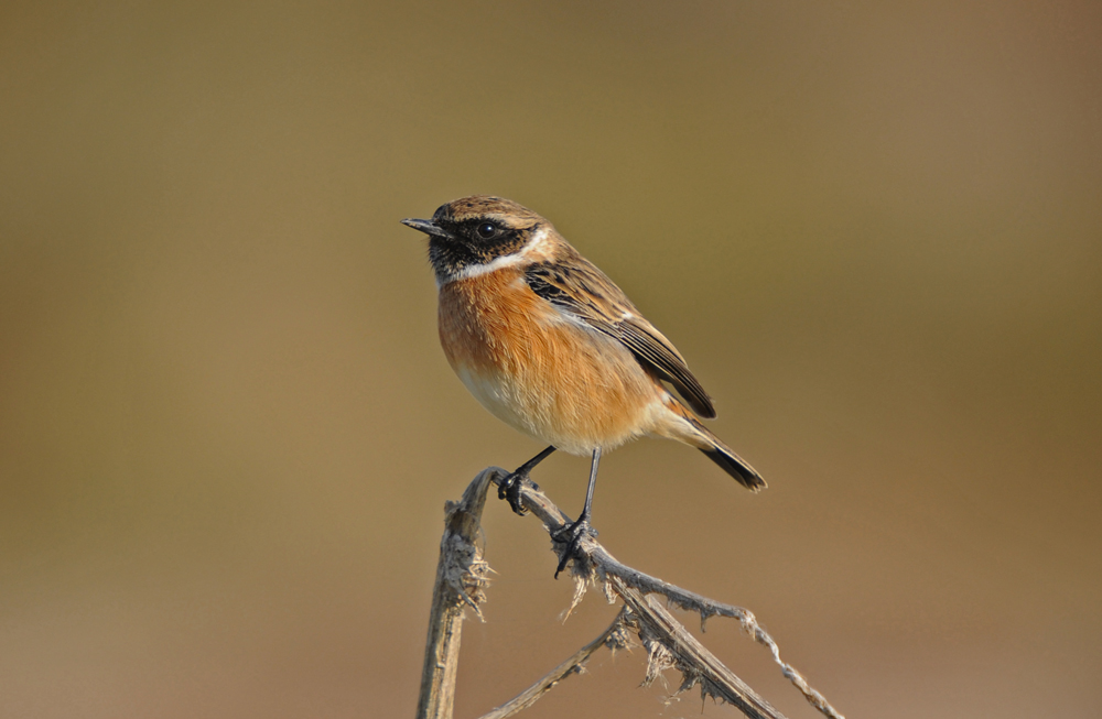 European Stonechat
