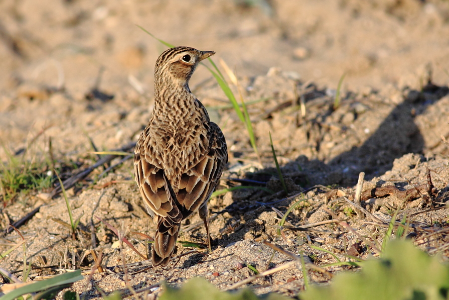 Eurasian Skylark