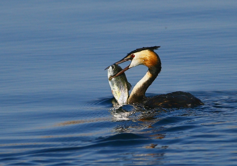Great Crested Grebe