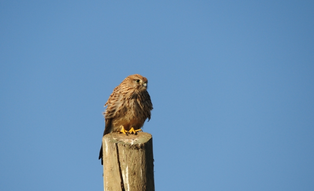 Common Kestrel
