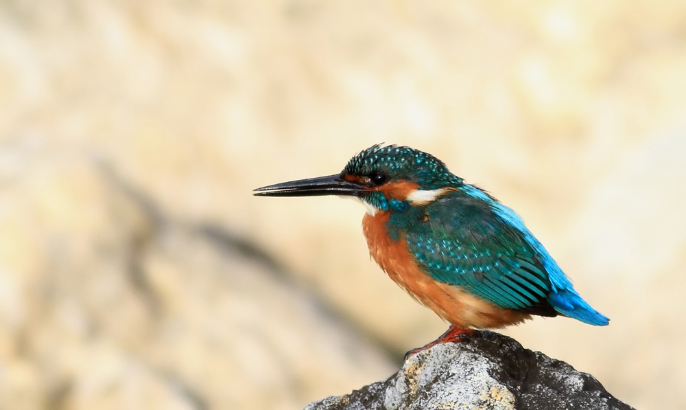 Common Kingfisher