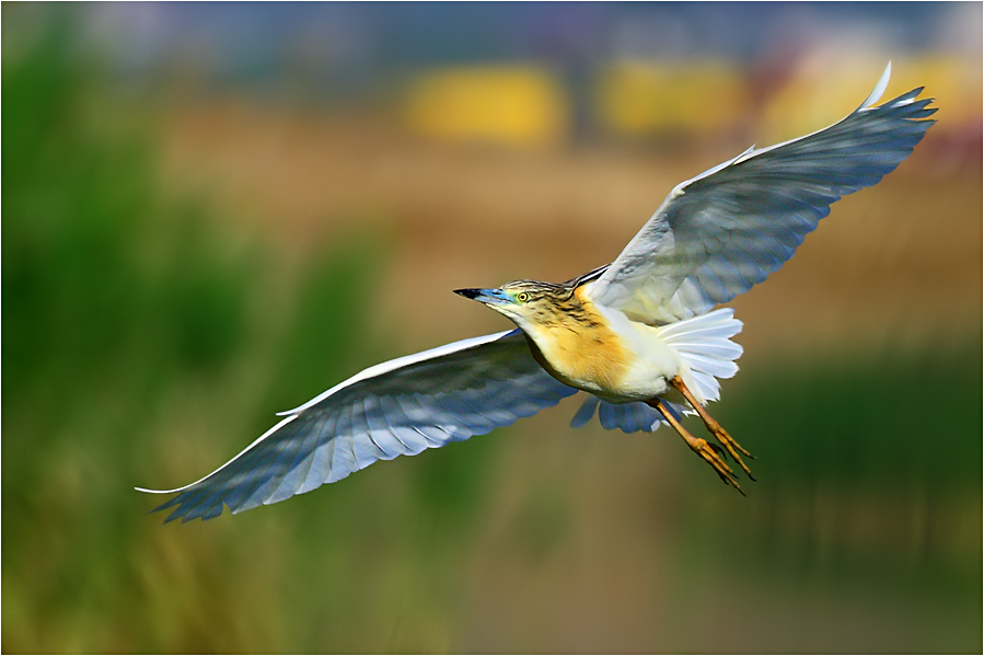 Squacco Heron