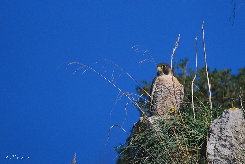 Peregrine Falcon
