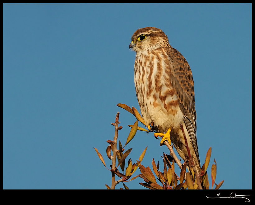 Merlin