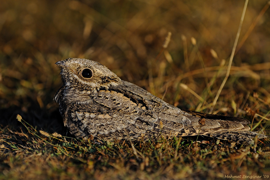 European Nightjar