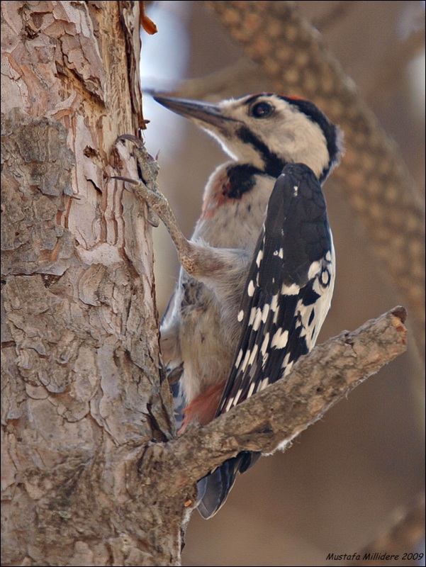 Syrian Woodpecker