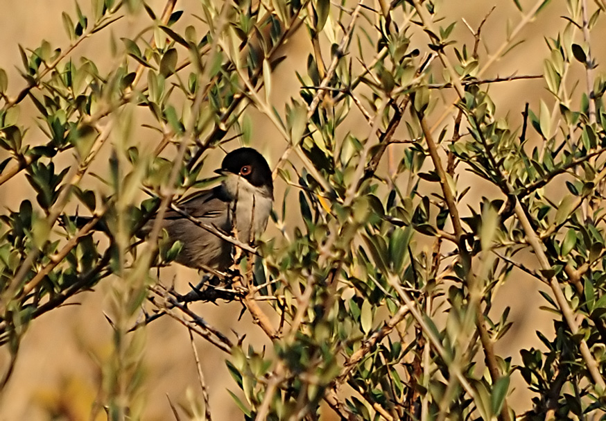 Sardinian Warbler