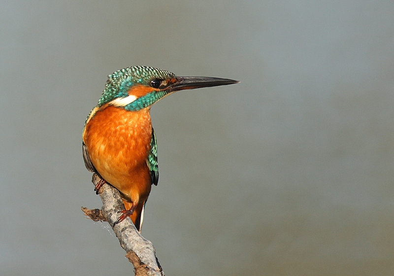 Common Kingfisher